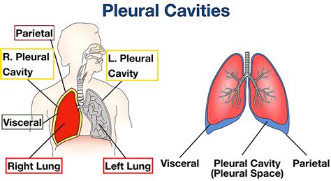 Pleural Cavity Pleura Visceral Pleura Pulmonary Pleura Serosa Images