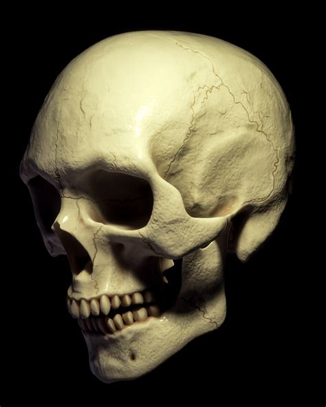 Billelis 3D Skull Models - Human Pack on Behance