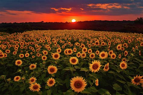 Sunflower Sunset Photograph By Eilish Palmer Pixels