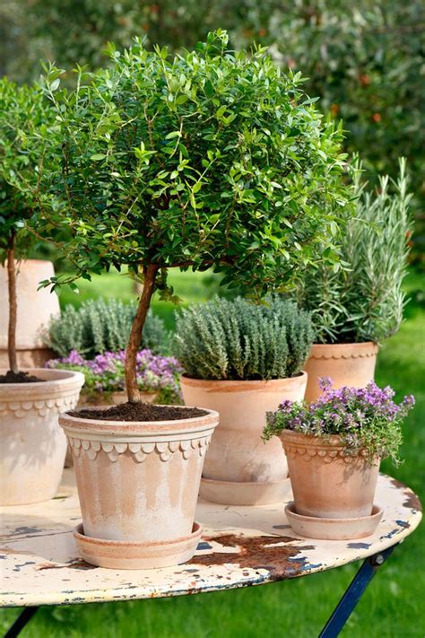 No garden without a tree! 599 best Garden Containers images on Pinterest | Beautiful ...