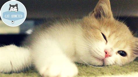 These Cute Cats Will Melt Your Heart Youtube