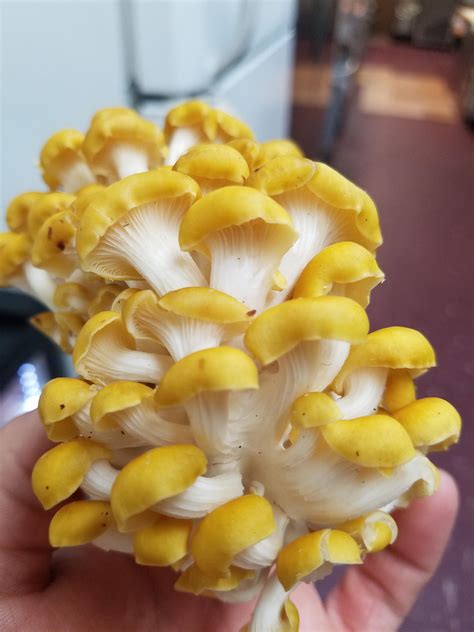 Golden Oyster Mushrooms Found Wild Ohio Rmycology