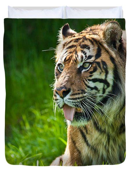 Portrait Of A Sumatran Tiger Photograph By Jeff Goulden