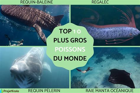 Top Des 10 Plus Grands Poissons Du Monde Noms Et Photos
