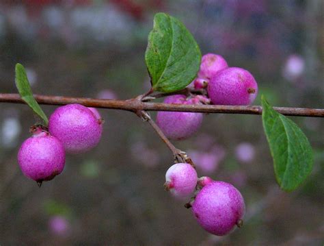 Purple Berries Gerard Bijvank Flickr
