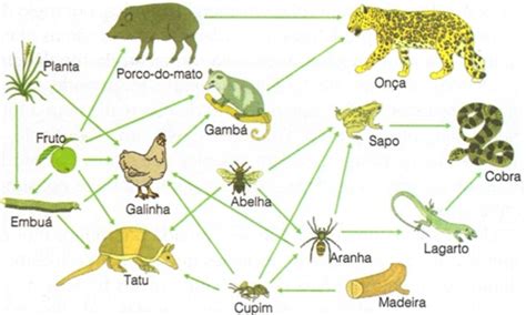 Exemplos De Cadeia Alimentar Terrestre Biologia