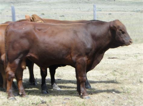 Red Brangus Bulls For Sale Mayo Livestock