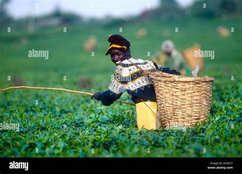 Tea Plucker In Tea Plantation Kericho Kenya Brooke Bond Tea Stock Photo