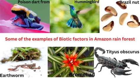 What Are The Biotic Factors In The Amazon Rainforest Science Query