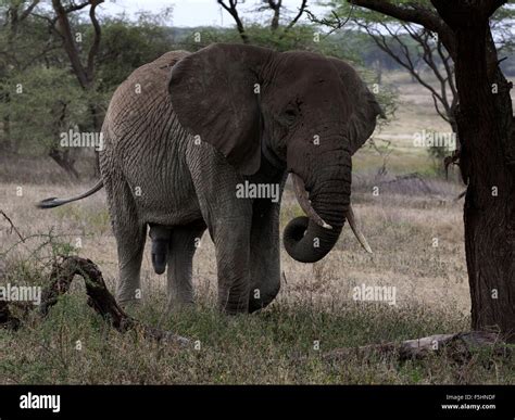 Male African Elephant Walking Stock Photo Alamy