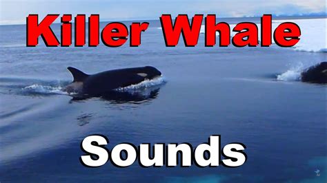 Killer Whale Sounds And Spy Hopping Through Antarctic Pack Ice Youtube