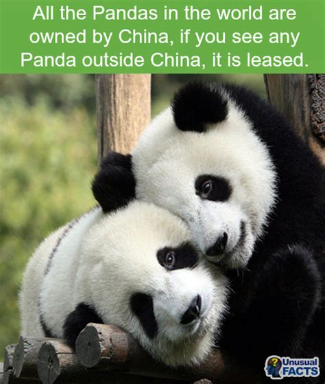 Pin By Nova Amoush On Animals I Love Panda Bear Animal Hugs Panda Hug