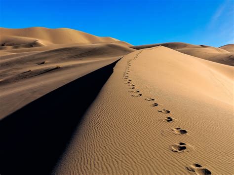 Wallpaper Desert Camels Footprint Sand Desktop Wallpaper Hd Image