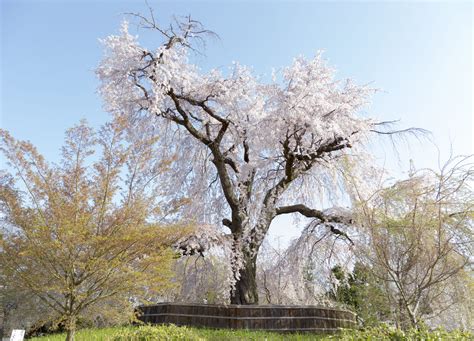 La Hermosa Leyenda Del árbol De Sakura