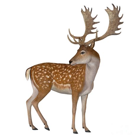 Fallow Deer Buck Digital Art By Corey Ford Fine Art America