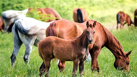 Nutra Horse Nutrición Clínica Avanzada El Destete Del Potro