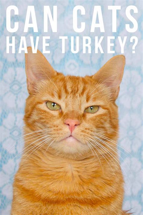 For every foodie, thanksgiving is the ultimate holiday. Can Cats Have Turkey? A Definitive Answer from the Happy ...