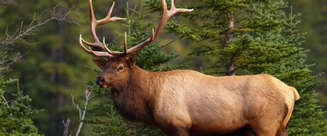 Where to See Wildlife In Banff - Discover Banff Tours