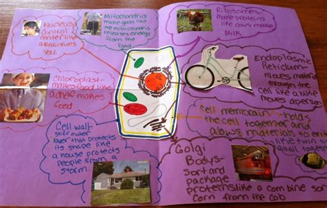 Animal cell analogy project house. Beyond the Goggles: One of My Favorite Cell Activities