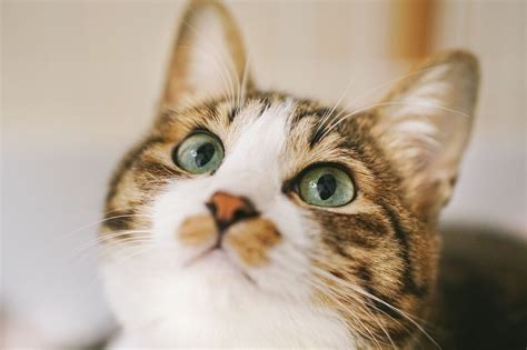 猫が餌を異常に欲しがる理由は？おねだりで鳴く時の対策5つ！