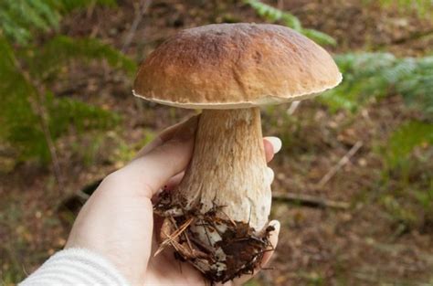 Ever Wondered How To Identify And Pick Porcini Ceps King Boletes
