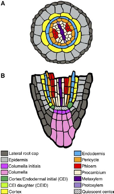 Schematic Of Cell Types In The Arabidopsis Root Tip Download