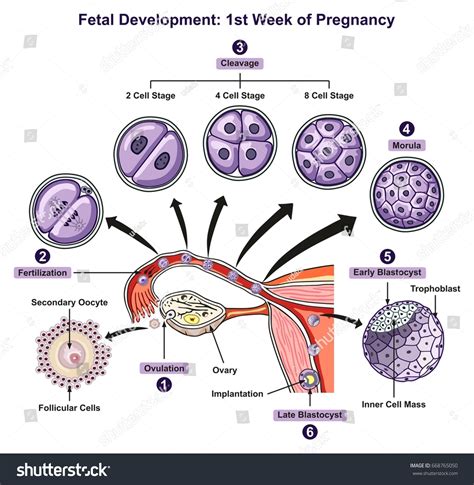 Fetal Development First Week Pregnancy Infographic Vetor Stock Livre De Direitos 668765050