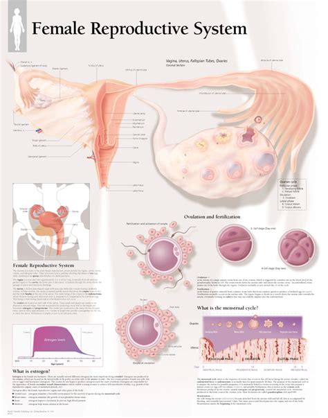 Anatomical Diagram Of Female Reproductive System ~ Reproductive Functions Bartleby 6rq