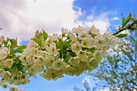 Spring Sky Free Photo On Pixabay Pixabay