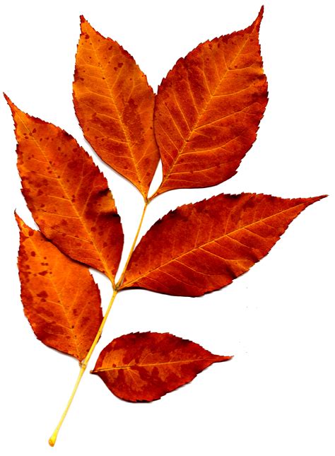 Sprig of Orange Fall Leaves Picture | Free Photograph | Photos Public Domain