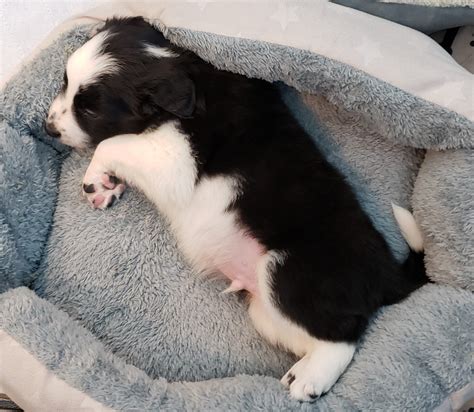 Sweet And Handsome Black And White Border Collie Puppy For Sale Named