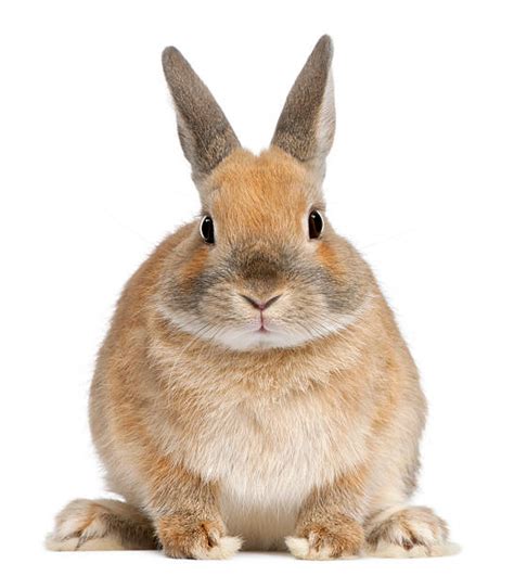 203100 Pictures Of A Rabbit Pictures Stock Photos Pictures And Royalty