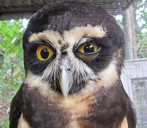 These 20 Confused Looking Owls Will Make You Question Their Wisdom