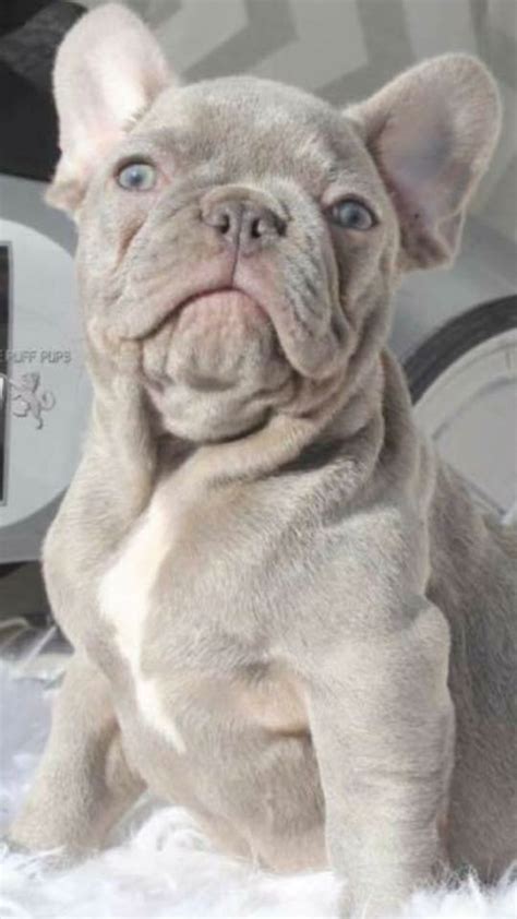 In canine genetics, the lilac color is also known as isabella. Lilac French bulldog | Lilac french bulldog, French ...