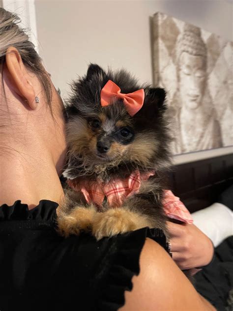 Found FURever homes | Massachusetts FURever puppies