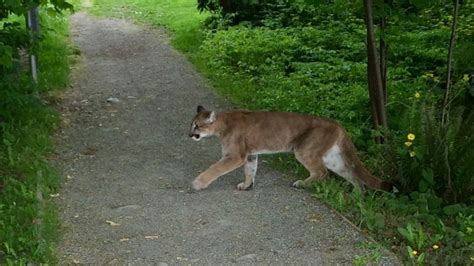 Cougar Riddle In Nova Scotia May Soon Be Answered Cbc News
