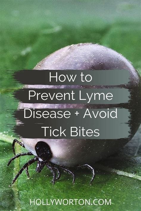 How To Prevent Lyme Disease How To Avoid Tick Bites Lyme Disease