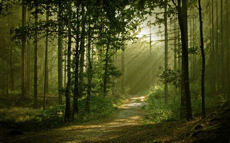 Landscapes Forest Path Sunlight Filtered Beam Ray Wallpaper 1920x1200