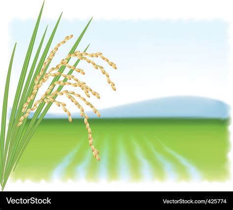 Rice Field Royalty Free Vector Image Vectorstock