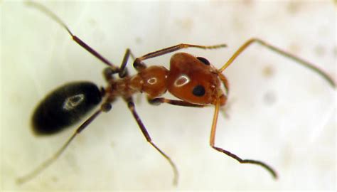Bi Colored Pyramid Ant Dorymyrmex Bicolor Bugguidenet
