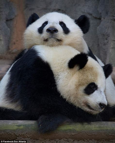 Panda Twins Leave Atlanta Zoo For China With 375 Pounds Of Bamboo