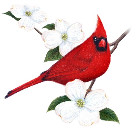 Free Virginia Cardinal Cliparts Download Free Virginia Cardinal