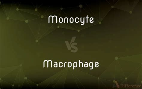Monocyte Vs Macrophage — Whats The Difference
