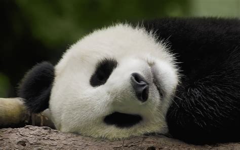 Panda Pandas Baer Bears Baby Cute 67 Wallpapers Hd Desktop And