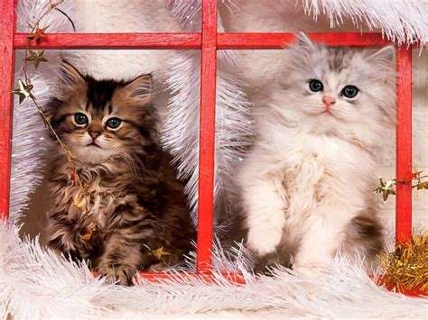 Free Download Cat Christmas Christmas Kittens Animals Cats Hd Desktop