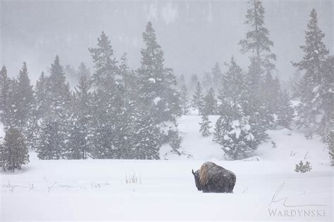 Yellowstone Winter Wildlife Yellowstone National Park Wyoming Mike