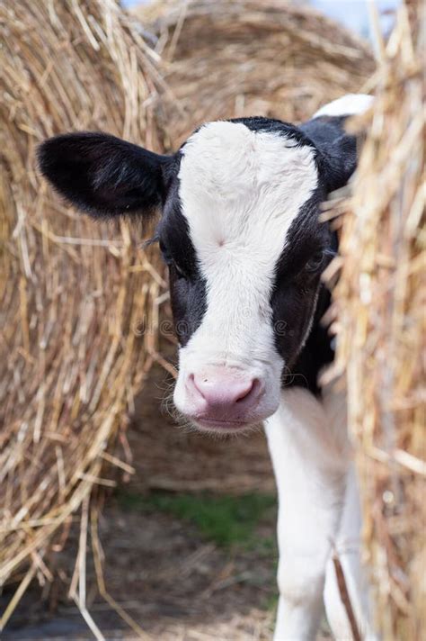 Portrait Of Cute Little Calf Posing Near Hay Nursery On A Farm Stock