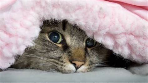 Cats Hiding Under Blankets Funny And Cute Compilation Youtube