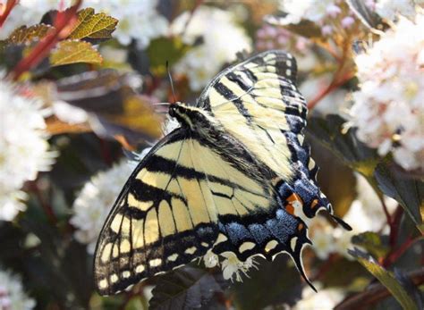 Tiger Swallowtail Butterfly Coloring Page