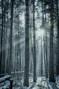 Magic Winter Forest Stock Image Image Of Fabulous Light 37693795